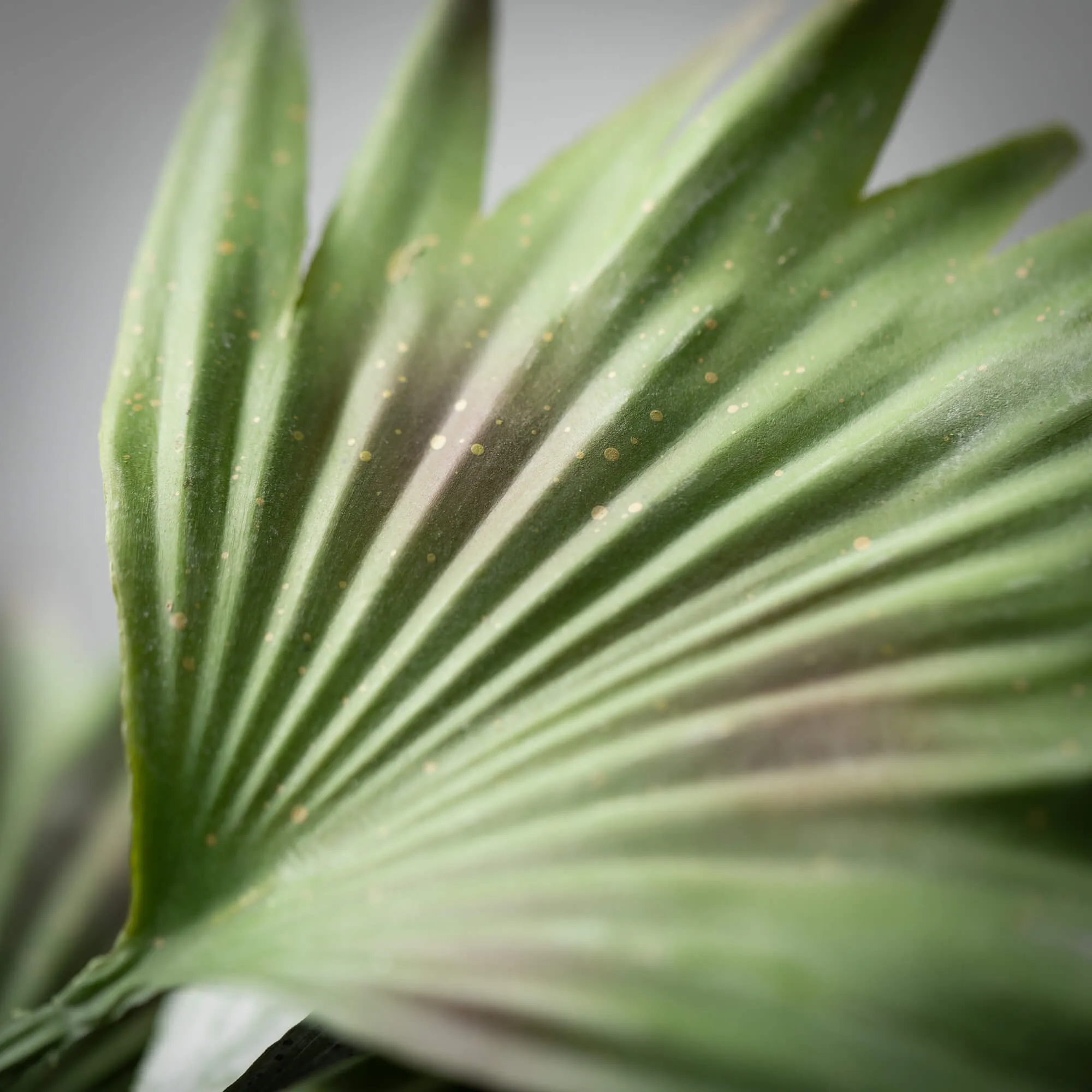 15.5"H Sullivans Dusty Green Palm Bush, Green